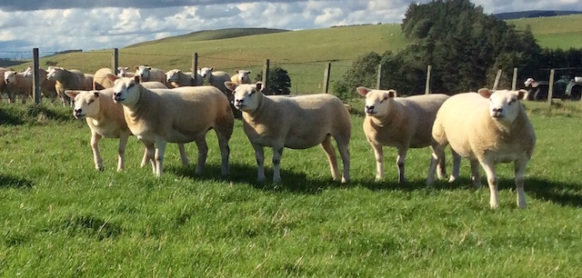 Cambwell gimmers for export 2015 -web.jpg